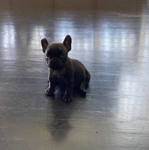 Meet your Posher, Laylah